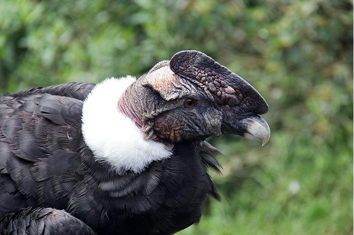 Andean Condor