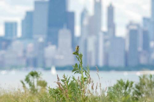 Meadowlark