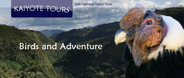 Colombia Birding Tours Amazon Andes Bogota Trips Colombia Birding Tours Amazon Andes Bogota Trips