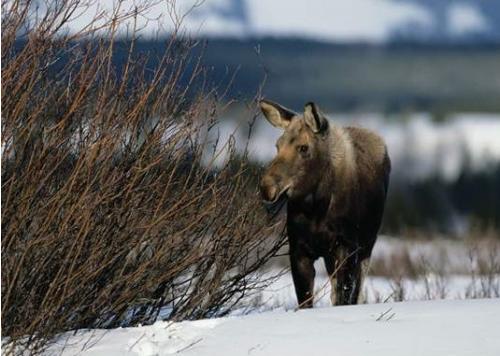 Moose Moose