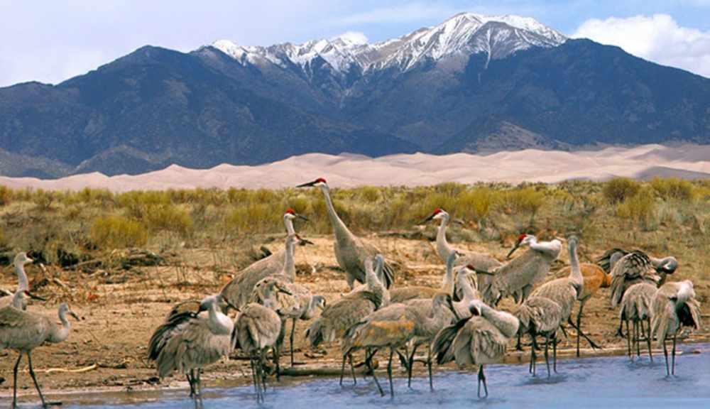 Great Sand Dunes National Park Birding Tours Great Sand Dunes National Park Birding Tours