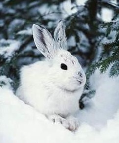 snowshoe hare snowshoe hare