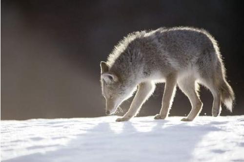 coyote coyote